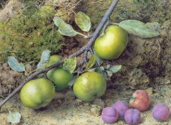 Äpfel und Pflaumen auf einem moosigen Ufer